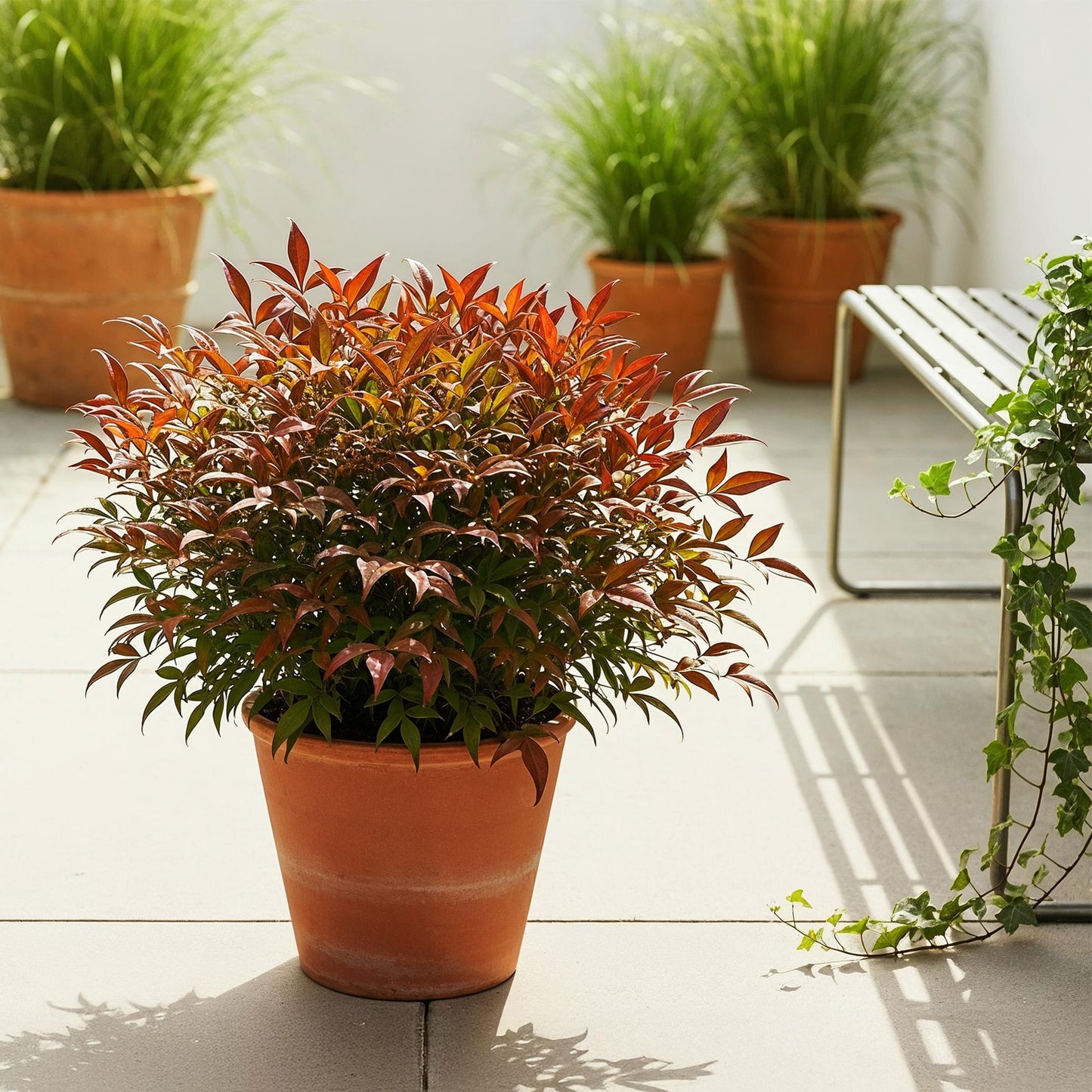 Green boutiQ - Tuinplant - Nandina Gulfstream - Oranje - 2 Planten - Groenblijvend - Weinig Onderhoud - Pot 17cm Hoogte 45cm