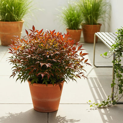 Green boutiQ - Tuinplant - Nandina Gulfstream - Oranje - 2 Planten - Groenblijvend - Weinig Onderhoud - Pot 17cm Hoogte 45cm