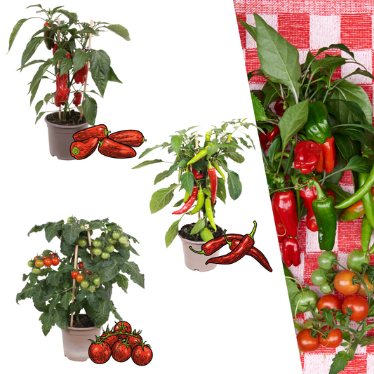 Rode plukgroente mix van 3 planten - Cherry tomaat - Rode snack paprika - Rode hete peper plant - Ø 14 cm - ↨ 45 cm