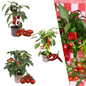 Rode plukgroente mix van 3 planten - Cherry tomaat - Rode snack paprika - Rode hete peper plant - Ø 14 cm - ↨ 45 cm