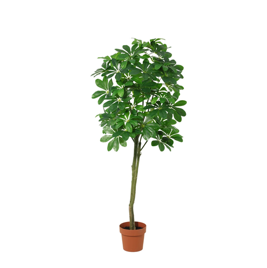 ARTIFICIAL Pachira Aquatica - 150cm