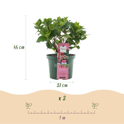 Green boutiQ - Terrasplant - Hortensia - Hydrangea Magical Green Fire - Roze Groen - 6-10 Bloemen - 2 Planten - Pot 23cm Hoogte 55cm