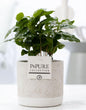 Coffea Arabica In P&PURE Jade Ceramics - Ø12cm - ↕20cm