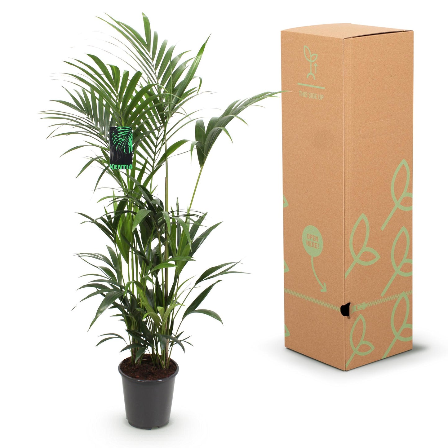 Green boutiQ - Kamerplant - Howea Forsteriana - Kentia Palm - Weinig Onderhoud - Groen - 1 plant - Pot 27cm - Hoogte 160-170cm