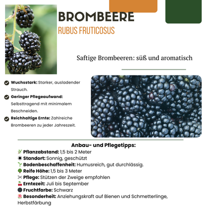 "Zoete oogst trio" BIO Fruitplanten mix set van 3 verschillende soorten