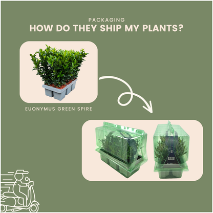 12 Euonymus 'Green Spire' - 12 x Ø 7 cm - ↨ 15 cm