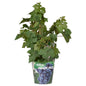 Vitis Pixie Pinot Noir - Blauwe wijndruif - Ø21cm - ↕70cm - Ø14 - ↨30cm