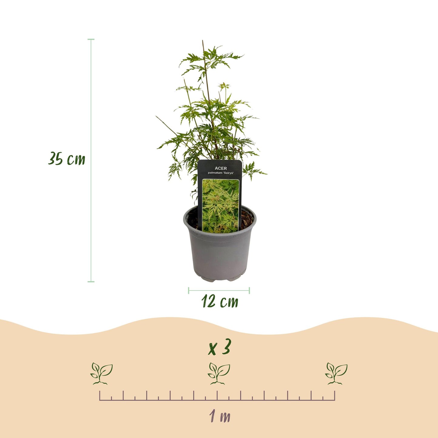 Green boutiQ - Tuinplant - Acer palmatum Seiryu - Groen 3 Planten - Bladverliezend - Weinig Onderhoud  - Pot 12cm Hoogte 35cm