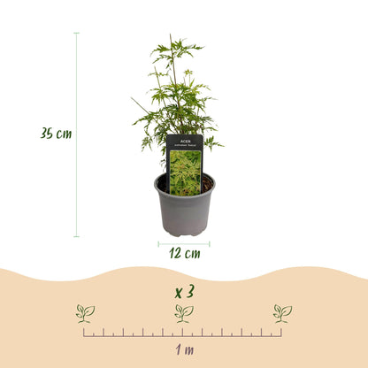 Green boutiQ - Tuinplant - Acer palmatum Seiryu - Groen 3 Planten - Bladverliezend - Weinig Onderhoud  - Pot 12cm Hoogte 35cm