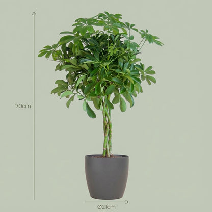 Schefflera Arab Nora met Potter grijs - 70cm - Ø21