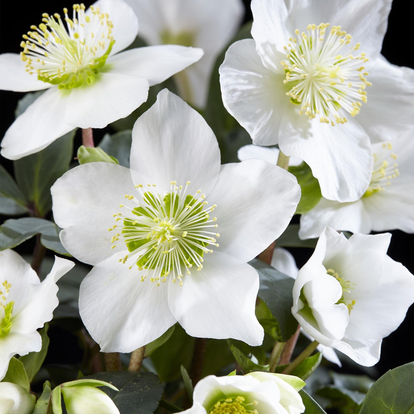Green boutiQ - Tuinplant - Kerstroos - Helleborus Christmas Carol  - Witte Bloem - 6 Planten - Groenblijvend - Pot 10,5cm Hoogte 25cm