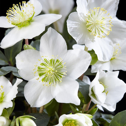 Green boutiQ - Tuinplant - Kerstroos - Helleborus Christmas Carol  - Witte Bloem - 6 Planten - Groenblijvend - Pot 10,5cm Hoogte 25cm