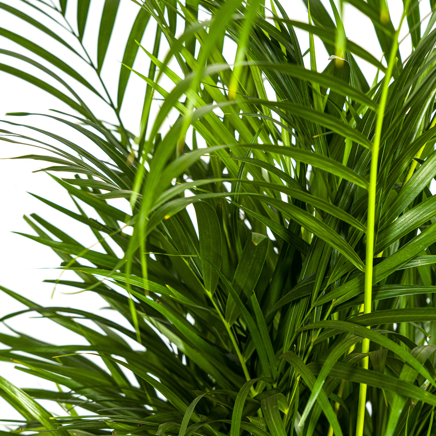 Dypsis Areca Lutescens met mand Ø21cm - ↕100 - 120cm