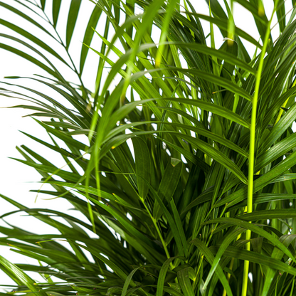 Dypsis Areca Lutescens met mand Ø21cm - ↕100 - 120cm