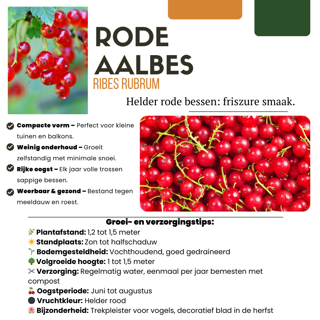 3 x Biologische Kruisbessenplanten - Ø 13 cm - ↨ 20 cm