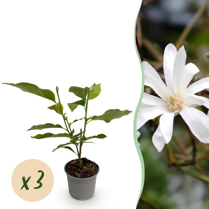 Green boutiQ - Tuinplant - Magnolia stellata - Bloem Wit - 3 Planten - Bladverliezend - Weinig Onderhoud - Pot 12cm Hoogte 30cm