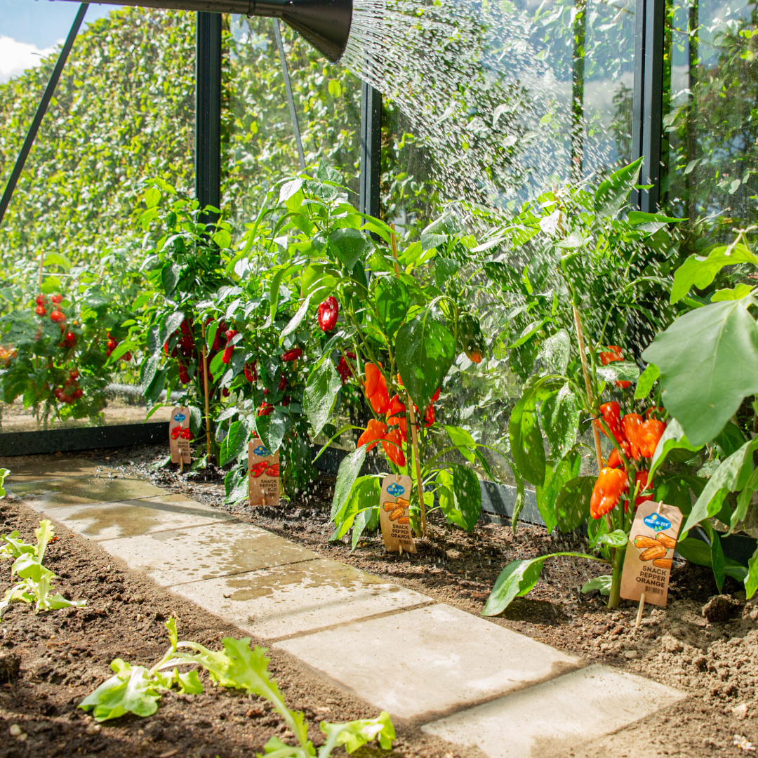 Rode plukgroente mix van 3 planten - Cherry tomaat - Rode snack paprika - Rode hete peper plant - Ø 14 cm - ↨ 45 cm