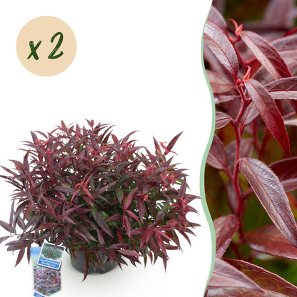 Green boutiQ - Tuinplant - Leucothoe Burning Love - Rood - 2 Planten - Groenblijvend - Weinig Onderhoud - Pot 17cm Hoogte 45cm