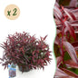 Green boutiQ - Tuinplant - Leucothoe Burning Love - Rood - 2 Planten - Groenblijvend - Weinig Onderhoud - Pot 17cm Hoogte 45cm
