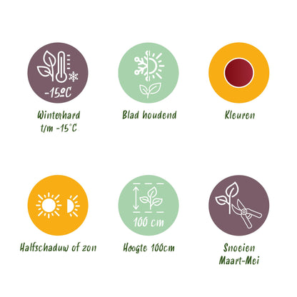 Green boutiQ - Tuinplant - Leucothoe Curly Red - Rood - 2 Planten -  Groenblijvend - Weinig Onderhoud - Pot 17cm Hoogte 40cm