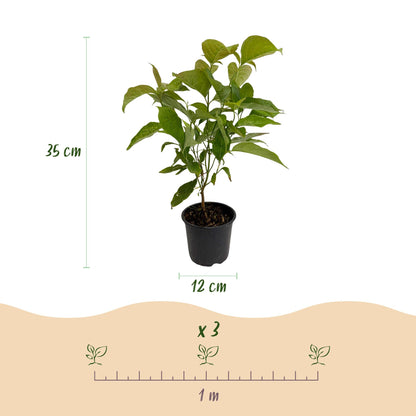 Green boutiQ - Tuinplant - Cornus mas - Bloem Geel - 3 Planten - Bladverliezend - Weinig Onderhoud - Pot 12cm Hoogte 35cm