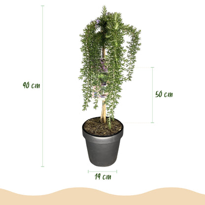 Green boutiQ - Plant op Stam - Rosmarinus officinalis Prostratus - Terras Plant - Bladhoudend - Winterhard -Paarse Bloem - Pot 19cm Hoogte 90cm