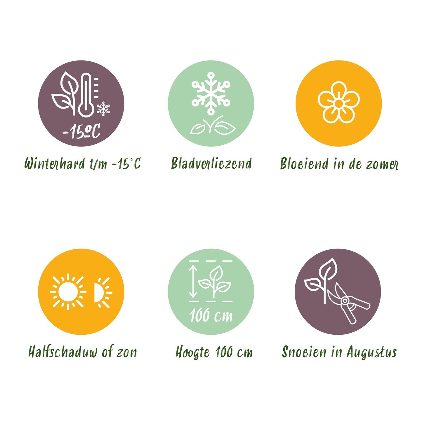 Green boutiQ - Terrasplant - Hortensia - Hydrangea Magical Revolution Blue - Blauw - 6-10 Bloemen - Pot 23cm Hoogte 55cm