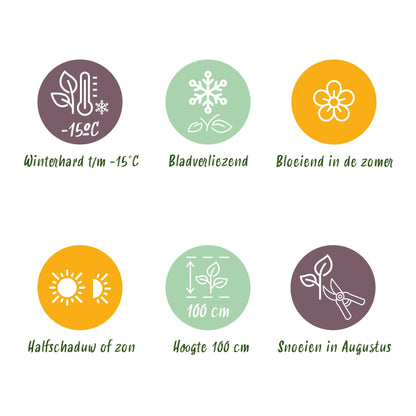 Green boutiQ - Terrasplant - Hortensia - Hydrangea Magical Revolution Blue - Blauw - 6-10 Bloemen - Pot 23cm Hoogte 55cm