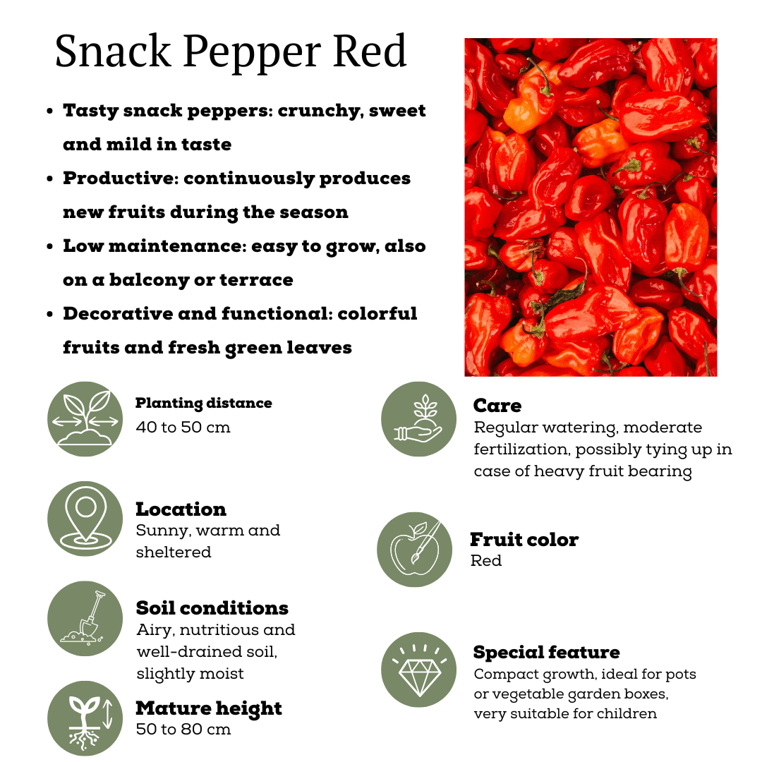 Rode plukgroente mix van 3 planten - Cherry tomaat - Rode snack paprika - Rode hete peper plant - Ø 14 cm - ↨ 45 cm