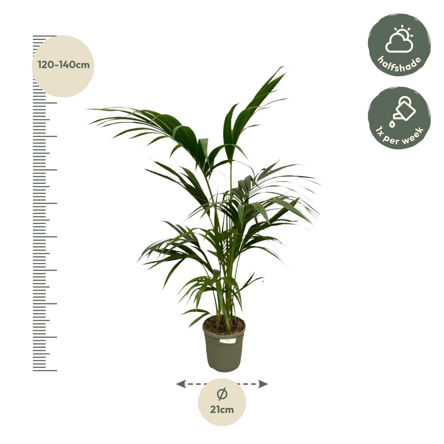 Kentia Palm - 130 cm - Ø24cm