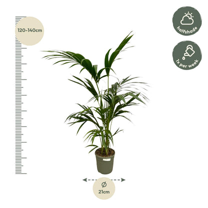 Kentia Palm - 130 cm - Ø24cm