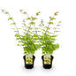 Green boutiQ - Terrasplant - Japanse Esdoorn - Acer palmatum Summergold - Geel - 2 Planten - Bladverliezend - Pot 19cm Hoogte 70cm