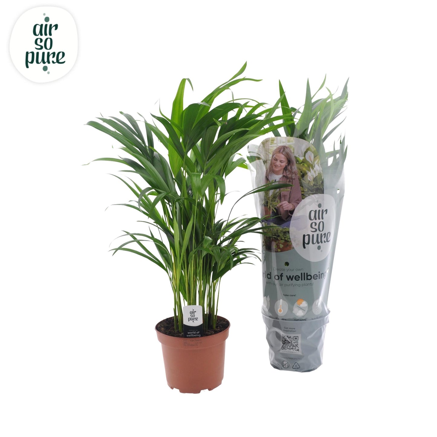 Dypsis Lutescens - Ø17cm - ↕65cm