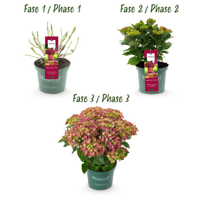Green boutiQ - Terrasplant - Hortensia - Hydrangea Magical Teusday & Saphire - Rood - 6-10 Bloemen - Pot 23cm Hoogte 55cm