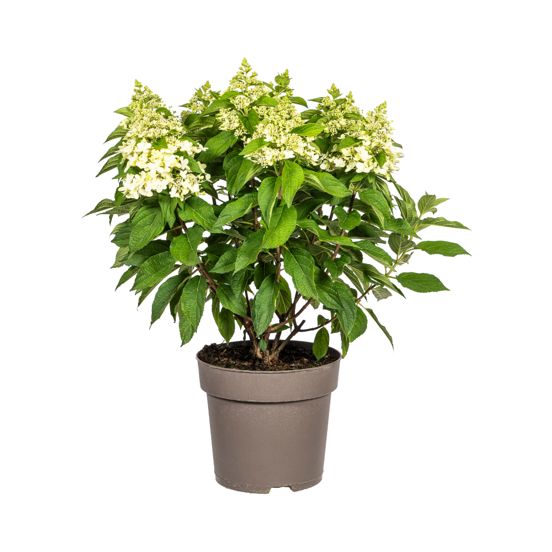 Hydrangea Paniculata White Ø24cm - ↕70 - 80cm