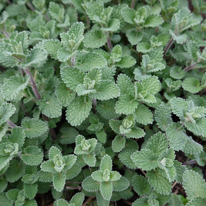 12x Nepeta 'Grol' - ↕10-25cm - Ø9cm
