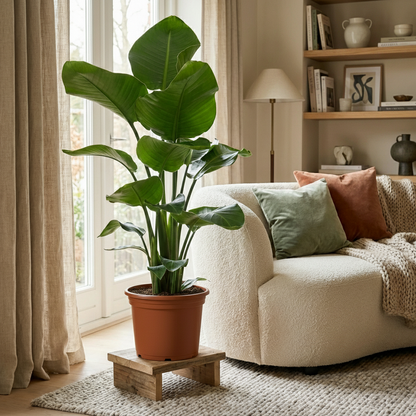 Green boutiQ - Kamerplant - Paradijsvogelplant - Stelitzia Nicolai - Groen - Weinig onderhoud - 1 Plant - Pot 19cm - Hoogte 80 - 90cm