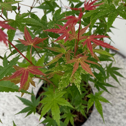 Green boutiQ - Tuinplant - Acer palmatum Phoenix - Roze - 3 Planten - Bladverliezend - Weinig Onderhoud - Pot 12cm Hoogte 35cm