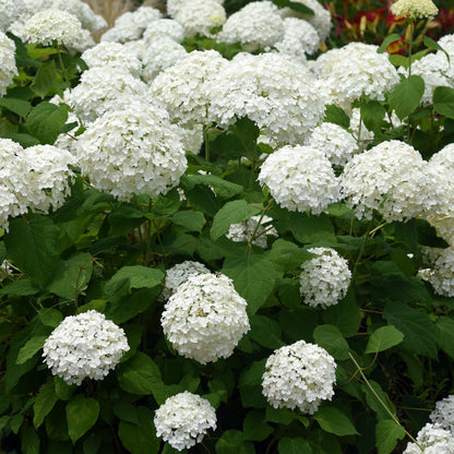 Green boutiQ - Pluim Hortensia - Hydrangea arborescens Annabelle - Bloem Wit - 3 Planten - 1 m2 - Bladverliezend - Grote Bloemen - Pot 17cm Hoogte 50cm
