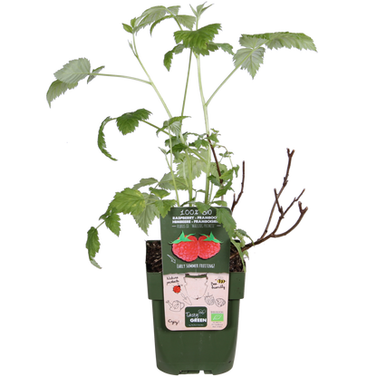 Rubus idaeus 'Malling Promise' - Framboos - Ø13cm - ↕45cm