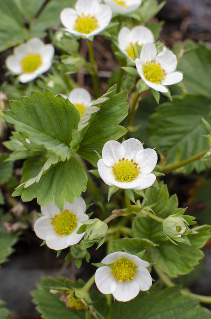 Fragaria x ananassa Delizzimo - Aardbei - Ø13cm - ↕45cm