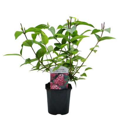 Green boutiQ - Heesters -  Deutzia hybrida Strawbery Fields - Bloem Roze - 1 Plant - Bladverliezend - Weinig Onderhoud - Pot 17cm Hoogte 45cm