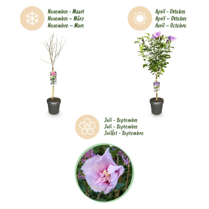 Green boutiQ - Plant op Stam -Hibiscus syriacus Lavendor Chiffon® - Terras Plant - Bladverliezend - Winterhard - Paarse Bloem - Pot 19cm Hoogte 90cm