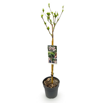 GreenboutiQ - Plante sur Tige - Hibiscus syriacus Starburst Chiffon® - Plante de Terrasse - Feuilles Caduques - Résistant à l'Hiver - Fleur Blanc-Rose - Pot 19cm Hauteur 90cm