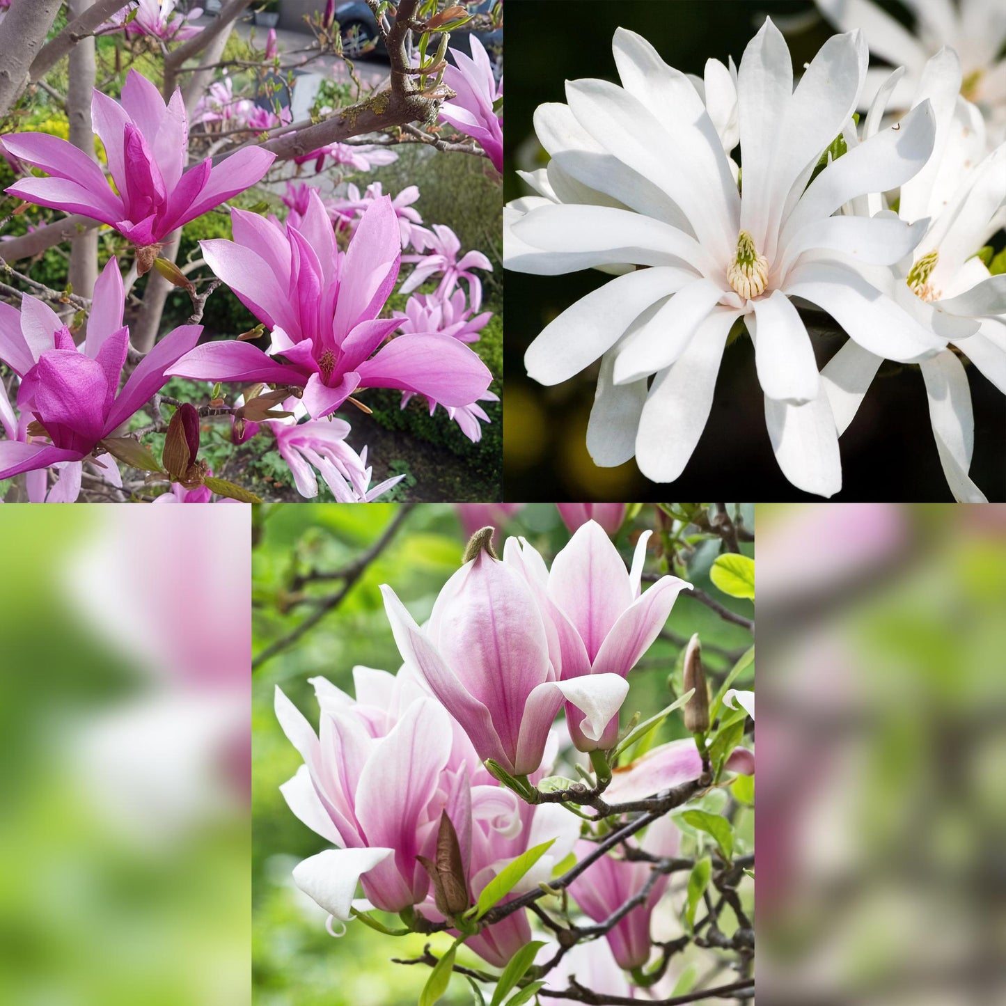 Green boutiQ - Tuinplant - Magnolia Tricolour - Bloem Wit-Roze-Paars - 3 Planten - Bladverliezend - Weinig Onderhoud - Pot 12cm Hoogte 30cm