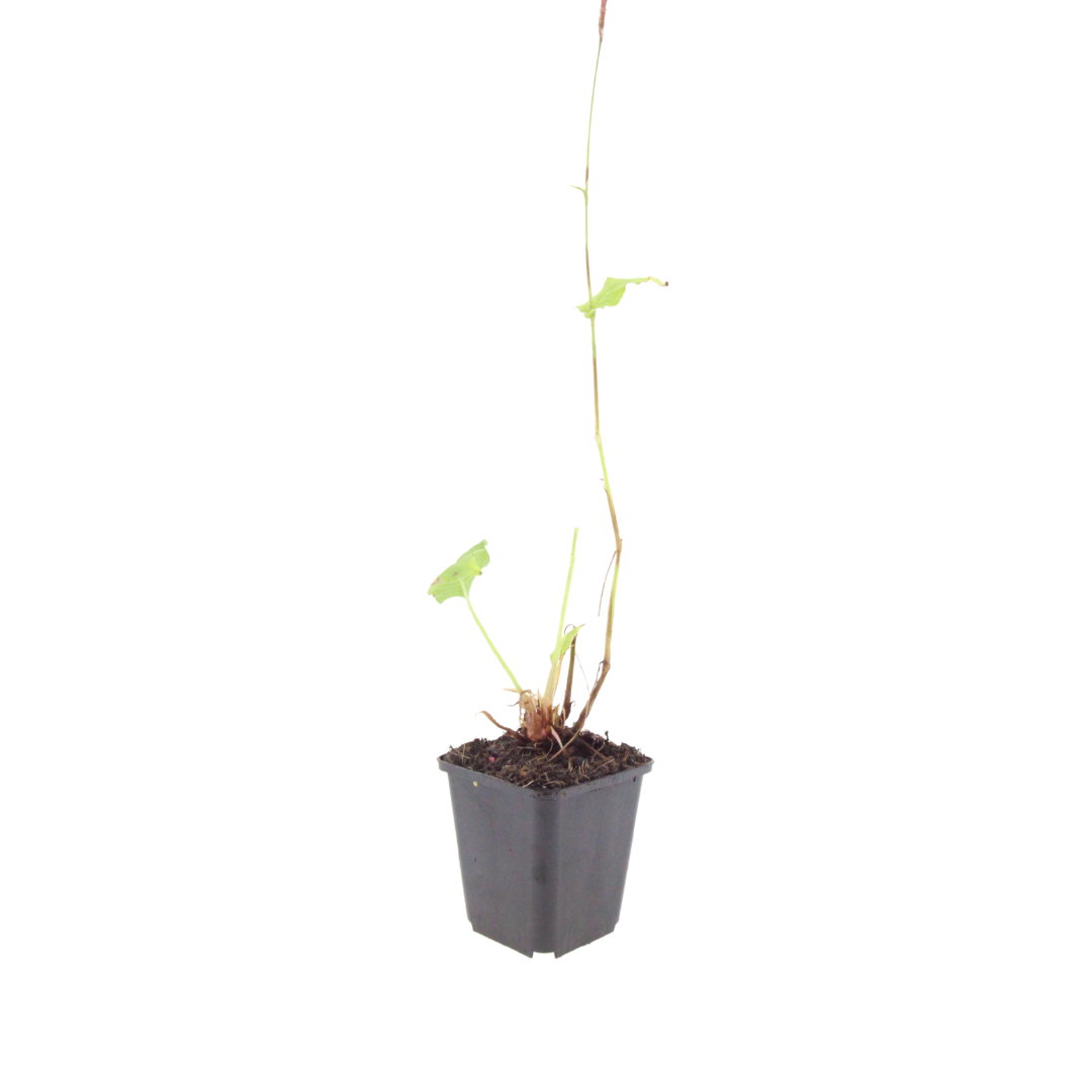 12x Persicaria a. 'Speciosa' - ↕10-25cm - Ø9cm