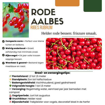 6 x Biologische Kruisbessenplanten - Ø 13 cm - ↨ 20 cm