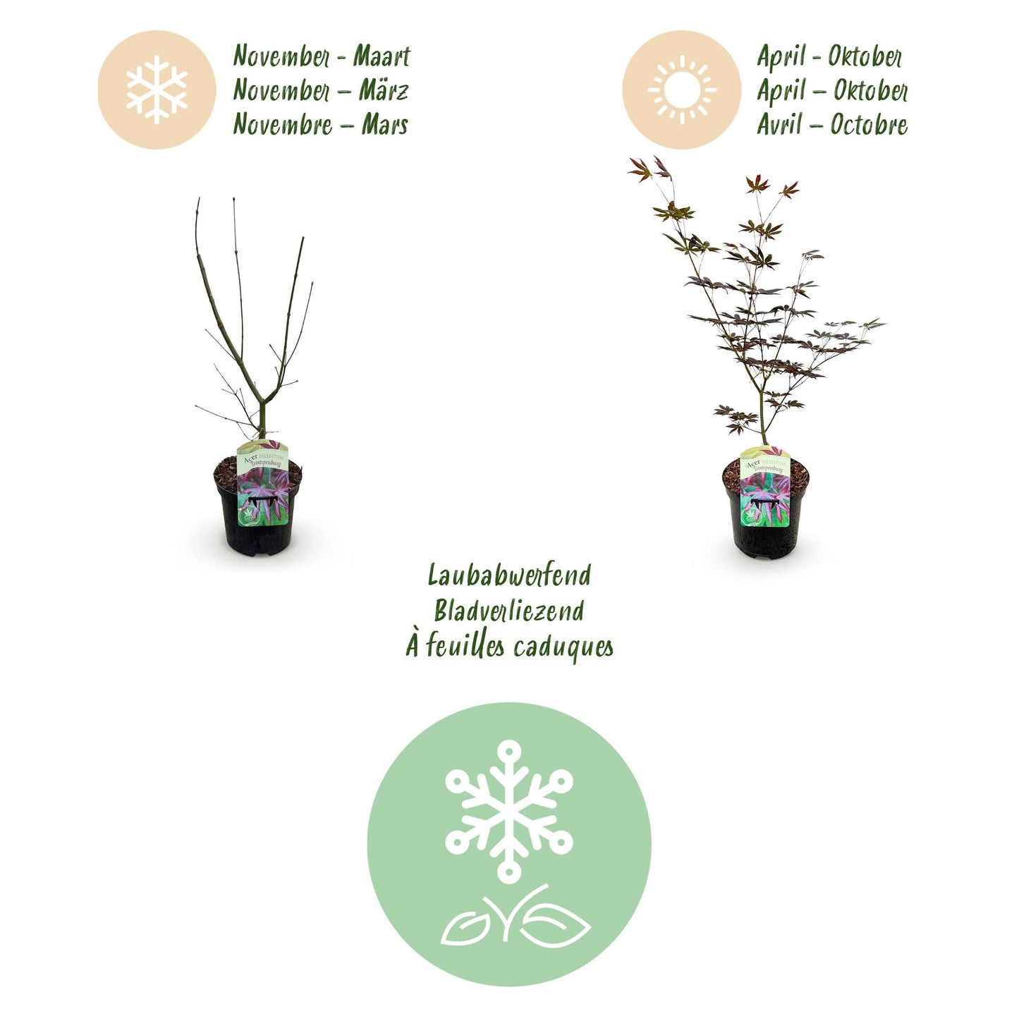Green boutiQ - Terrasplant - Japanse Esdoorn - Acer palmatum Trompenburg -Donker Paars - 2 Planten - Bladverliezend - Pot 19cm Hoogte 70cm