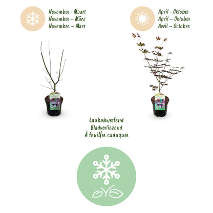 Green boutiQ - Terrasplant - Japanse Esdoorn - Acer palmatum Trompenburg -Donker Paars - 2 Planten - Bladverliezend - Pot 19cm Hoogte 70cm