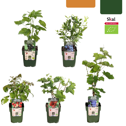 "Vruchten oase" BIO Fruitplanten mix set van 5 verschillende soorten